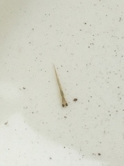 Squalius cephalus