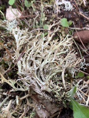 Cladonia multiformis