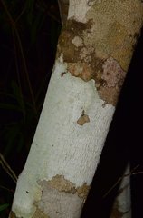 Forchhammeria pallida