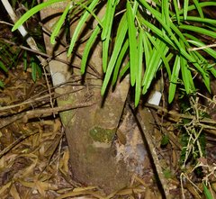 Forchhammeria pallida