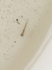 Squalius cephalus