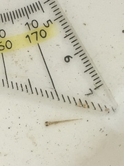 Squalius cephalus