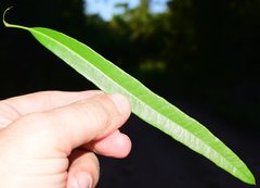 Forchhammeria pallida