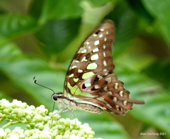 Graphium agamemnon agamemnon