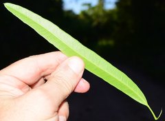 Forchhammeria pallida