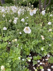 Anemonoides sylvestris