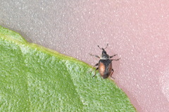 Gymnetron veronicae