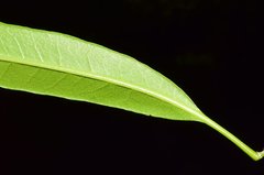 Forchhammeria pallida