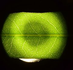 Forchhammeria pallida