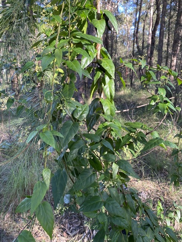 Black Silkpod (Parsonsia purpurascens)