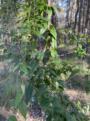 Parsonsia purpurascens