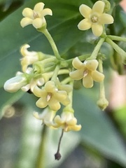 Parsonsia purpurascens