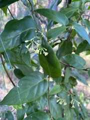 Parsonsia purpurascens