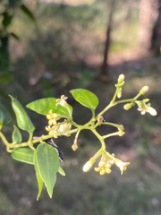 Parsonsia purpurascens