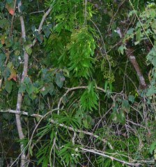 Forchhammeria pallida