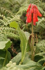 Erythrina zeyheri