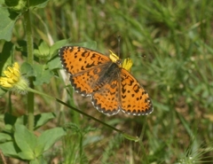 Melitaea syriaca