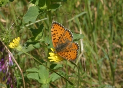 Melitaea syriaca