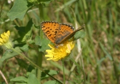 Melitaea syriaca