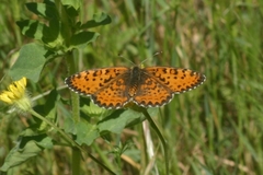 Melitaea syriaca