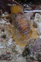 Doriopsilla areolata