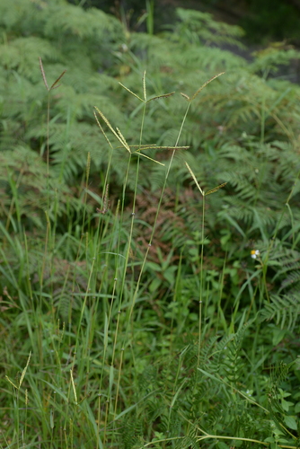 Ischaemum indicum iNat (1)