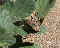 Carcharodus tripolina