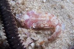 Apletodon pellegrini