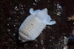 Exosphaeroma
