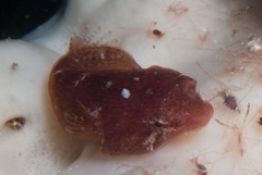 Apletodon pellegrini