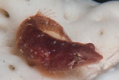 Apletodon pellegrini