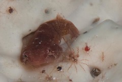 Apletodon pellegrini