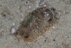 Philinopsis speciosa