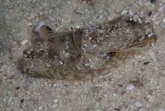 Philinopsis speciosa