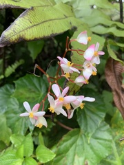 Begonia obliqua
