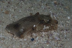 Philinopsis speciosa