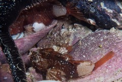 Coccotropsis gymnoderma