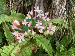 Begonia obliqua