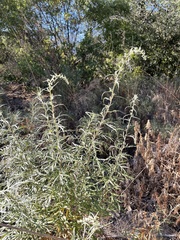 Artemisia palmeri