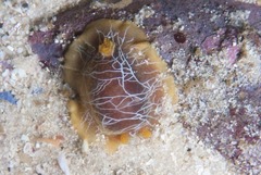 Doriopsilla areolata image