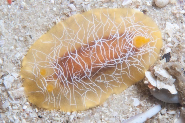 scribbled nudibranch