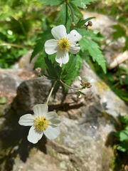 Ranunculus aconitifolius