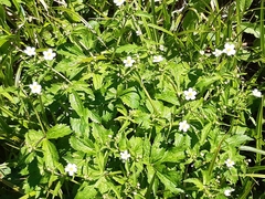 Ranunculus aconitifolius