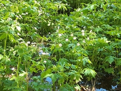Ranunculus aconitifolius