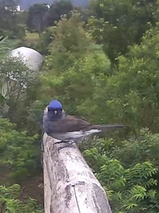 Hypothymis azurea oberholseri