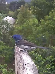 Hypothymis azurea oberholseri