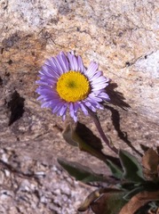 Erigeron algidus
