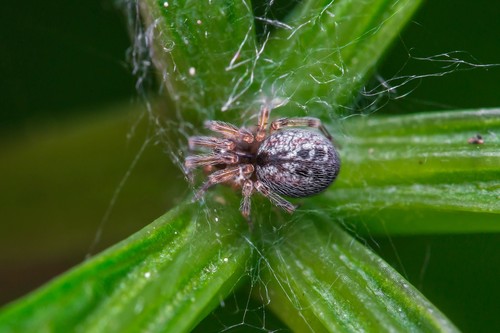 Palaearctic Backspined Meshweaver
