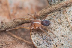 Prodidomus hispanicus