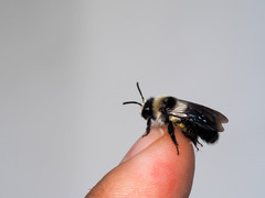 Andrena cineraria